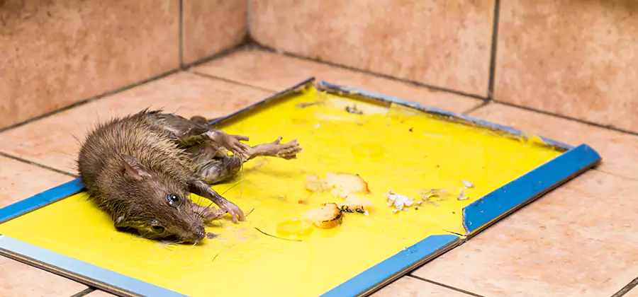 Rat Trapping Service In Newberg