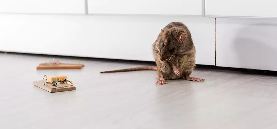 Rat Baiting Removal Service in Newberg
