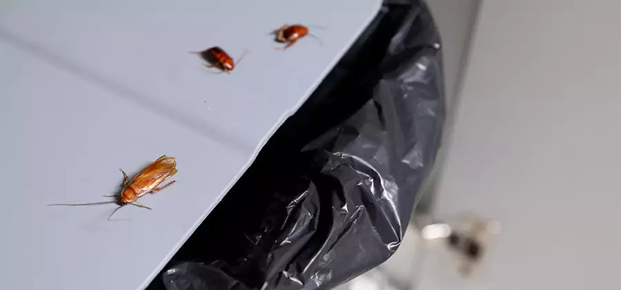 German Roach Pest Control in Newberg