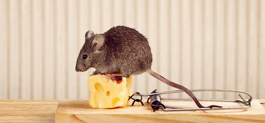 Commercial Rodent Exclusion Services in Newberg