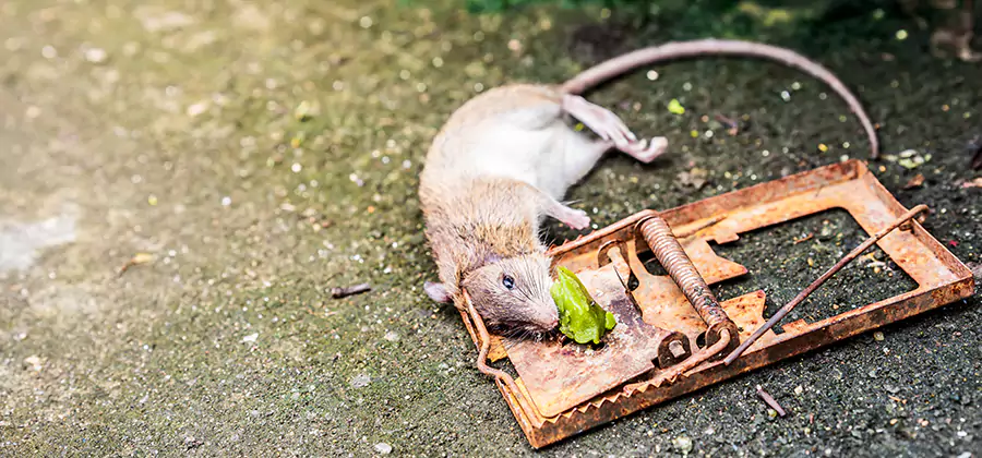 Rat Trapping in Newberg