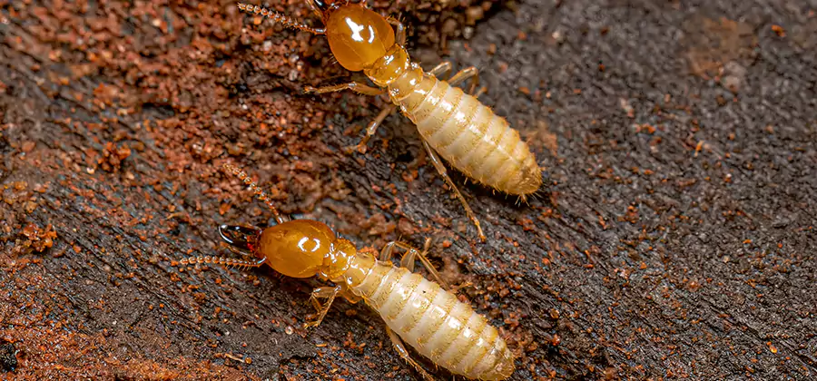 Sentricon Residential Termite Control in Newberg