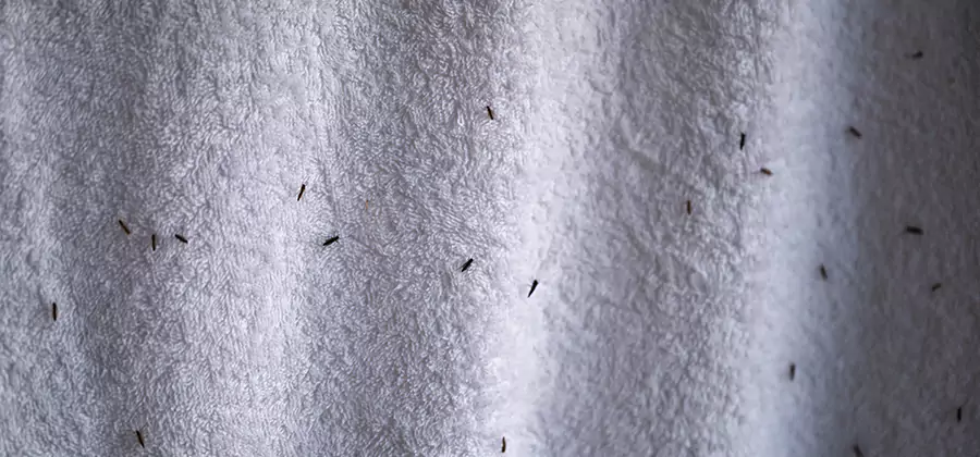 Small Black Ants in Bathroom Treatment in Newberg