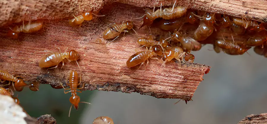 Perimeter Soil Termite Treatment in Newberg