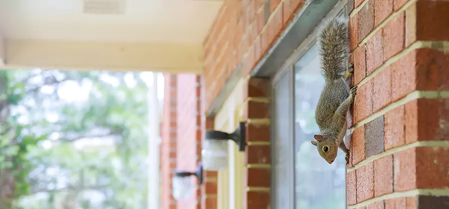 Squirrel Inside Walls Removal in Newberg