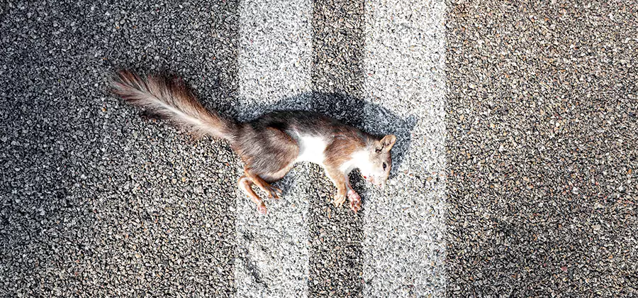 Dead Squirrel Removal in Newberg