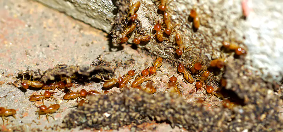Wood Treatment and Localized Termite Solutions in Newberg