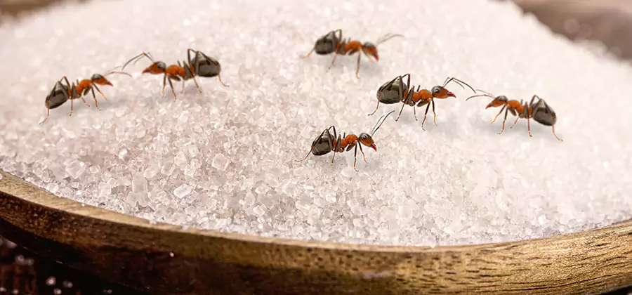 Indoor Sugar Ant Treatment in Newberg