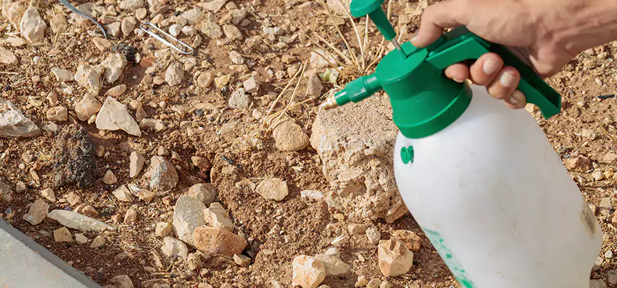 Heat Treatment Termite Cost in Newberg