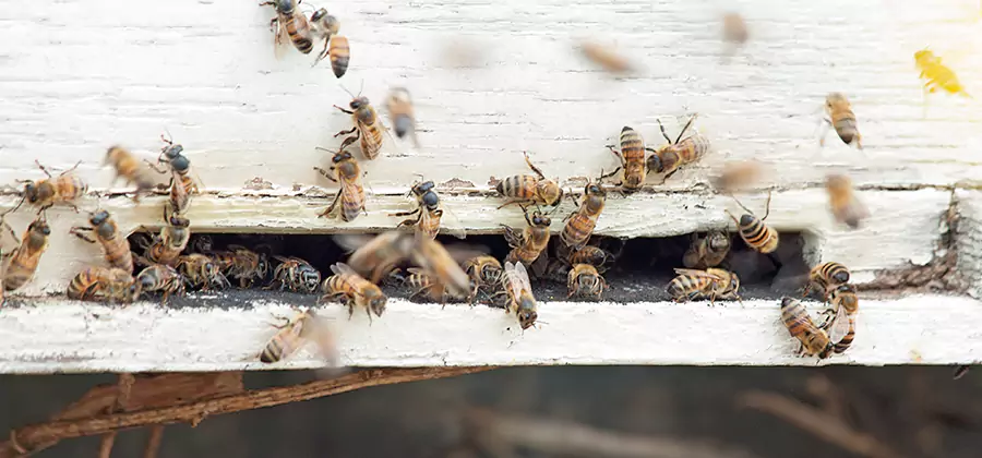Residential Termite Fumigation in Newberg