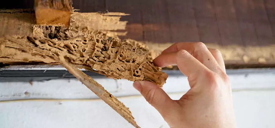 Pre-Purchase Termite Inspection in Newberg