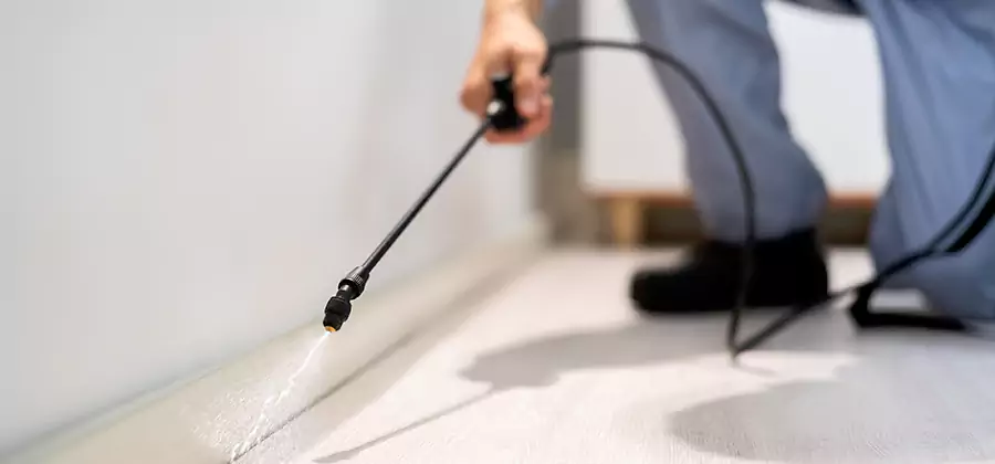 Direct Termite Injection Treatment in Newberg
