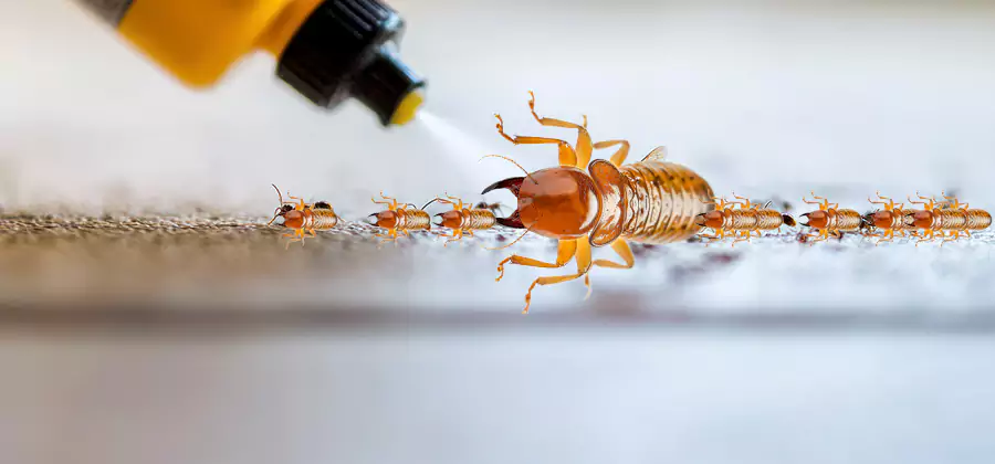 Foundation Termite Spraying Control in Newberg