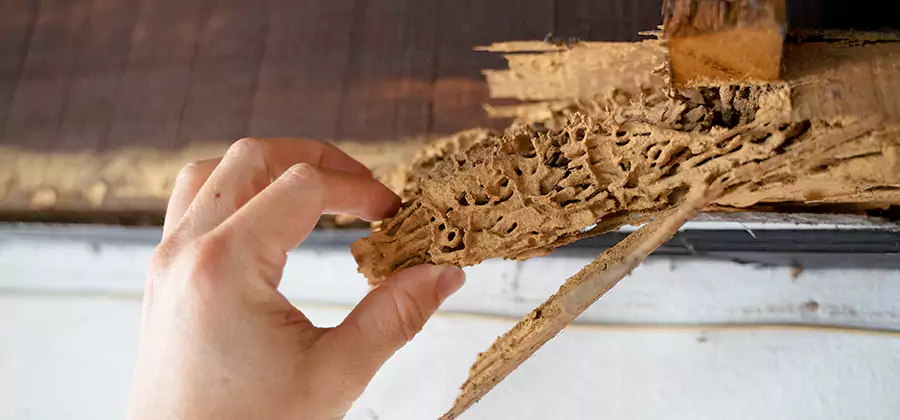 Pre-Construction Termite Treatment in Newberg