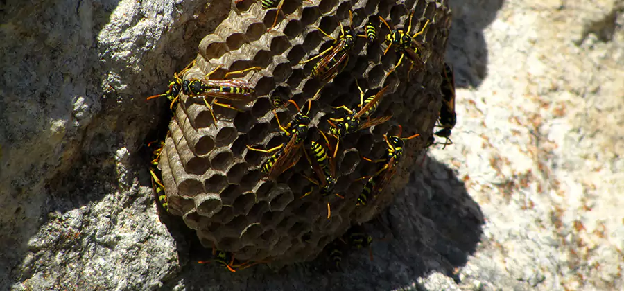 Wasp Nest in Tree Removal Newberg