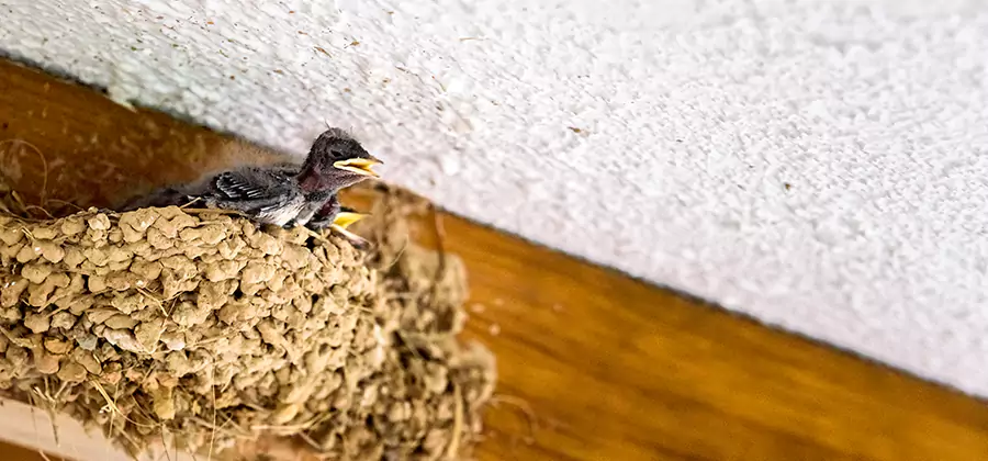 Bird Removal From House in Newberg