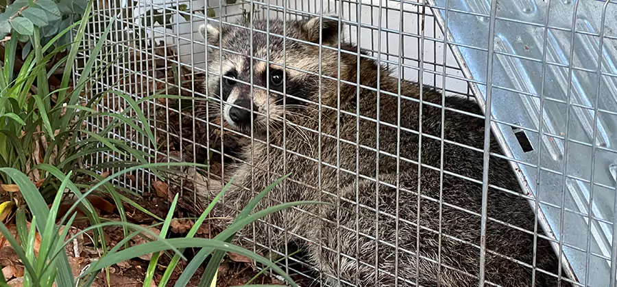 Wildlife Relocation Services in Newberg