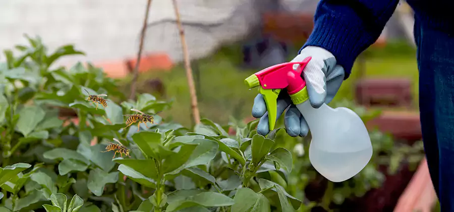 Yellow Jacket Pest Removal for Commercial Properties in Newberg