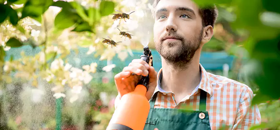 Yellow Jacket Wasp Removal in Newberg