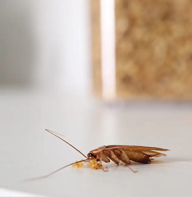 Why Newberg Pest Control Pro Stands Out in Newberg, OR?