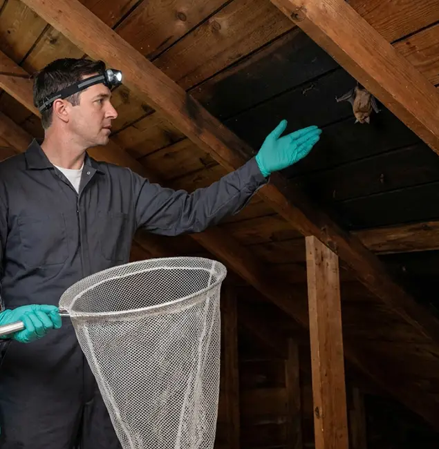 Why Newberg Pest Control Pro Is the Right Choice in Newberg, OR?