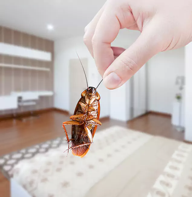 Why Newberg Pest Control Pro Stand Out for Bed Bug Fumigation in Newberg, OR?