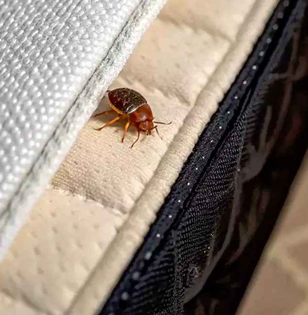 Why Choose Newberg Pest Control Pro for Bed Bug Treatment at Home in Newberg, OR?