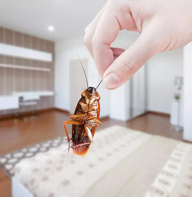Why Newberg Pest Control Pro Stand Out For Bed Bug Inspection in Newberg, OR?