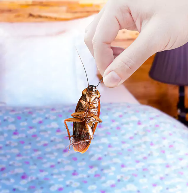 Why Choose Newberg Pest Control Pro for Bed Bug Treatment in Newberg, OR?
