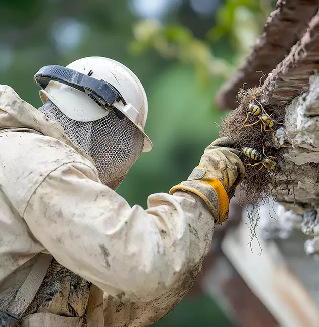 Why Newberg Property Owners Choose Newberg Pest Control Pro for Bee Exterminator?