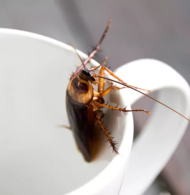 Why Newberg, OR Residents Trust Newberg Pest Control Pro for Cockroach Fumigation?