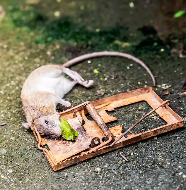 Why Newberg, OR Homeowners Trust Newberg Pest Control Pro for Rodent Removal?