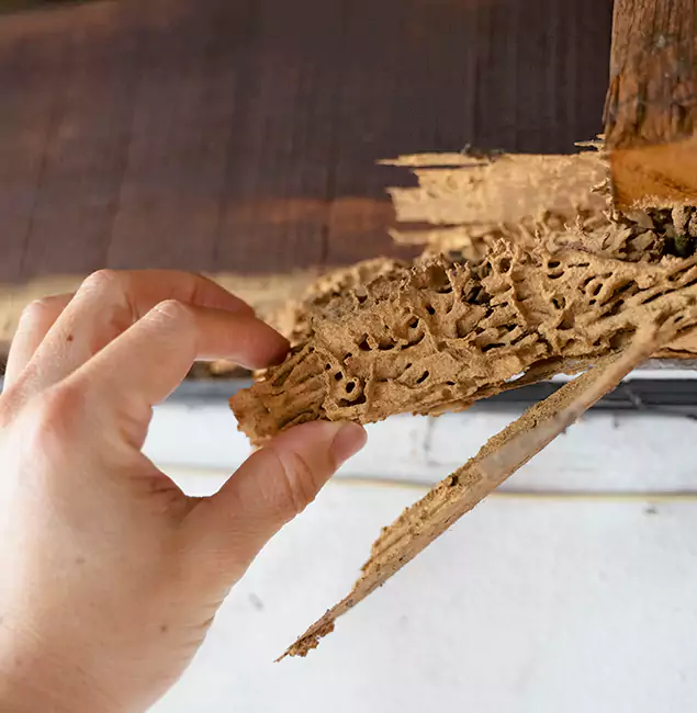 Why Choose Newberg Pest Control Pro in Newberg, OR?