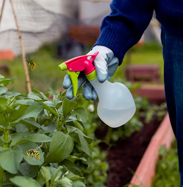 Why Newberg Homeowners Choose Newberg Pest Control Pro for Honey Bee Removal?
