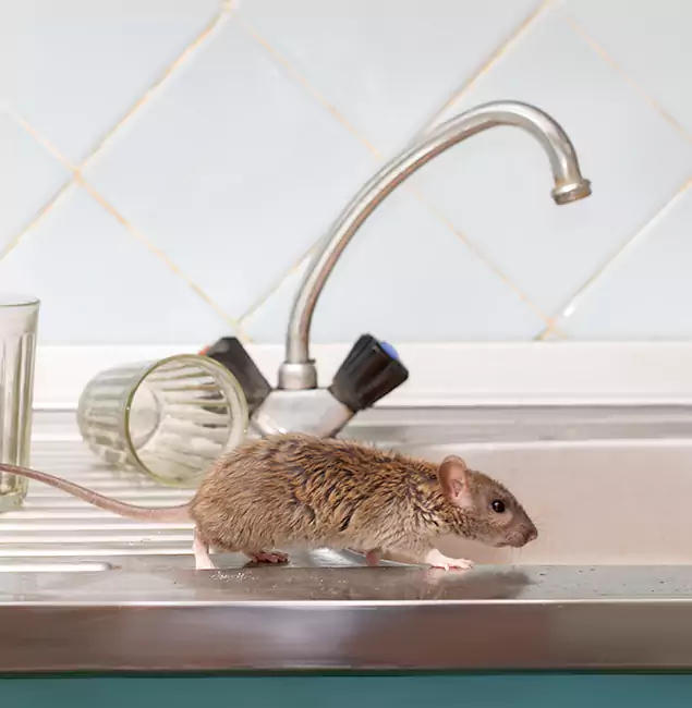 Why Newberg, OR Trusts Newberg Pest Control Pro for Humane Rodent Control?