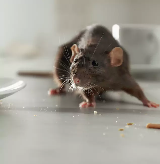 Why Newberg Homeowners Choose Newberg Pest Control Pro for Mice Control?