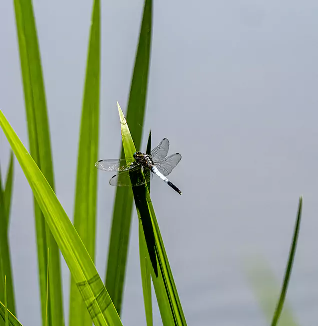Why Newberg Families Trust Newberg Pest Control Pro for Mosquito Prevention?