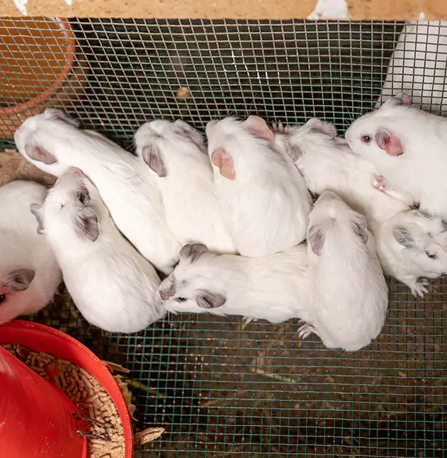 Why Newberg Pest Control Pro Is the Trusted Choice in Newberg, OR?