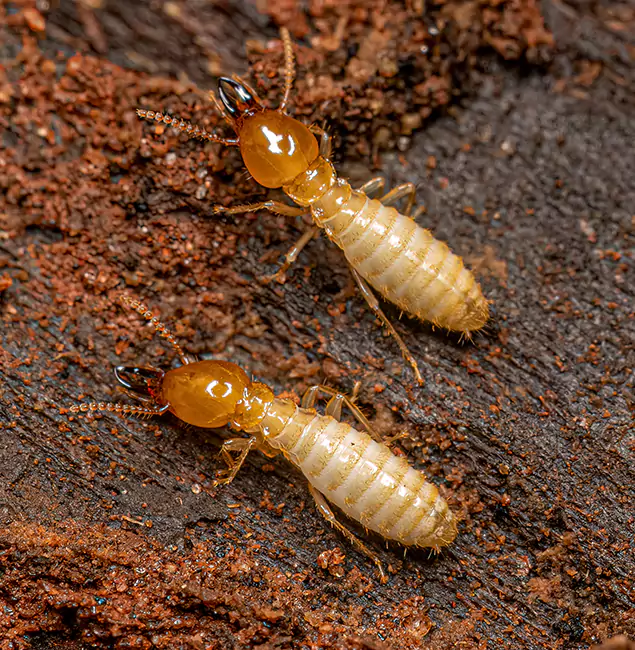 Why Choose Newberg Pest Control Pro for Termite Treatment Without Tenting in Newberg, OR?