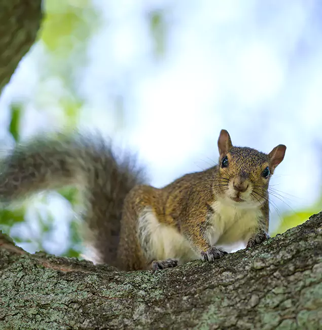 Why Newberg, OR Relies on Newberg Pest Control Pro for Squirrel Pest Control?