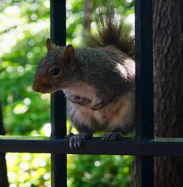 Why Newberg, OR Chooses Newberg Pest Control Pro for Squirrel Removal?