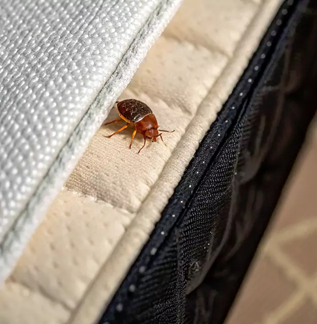 Why Newberg Homeowners Trust Newberg Pest Control Pro for Tick Treatment?