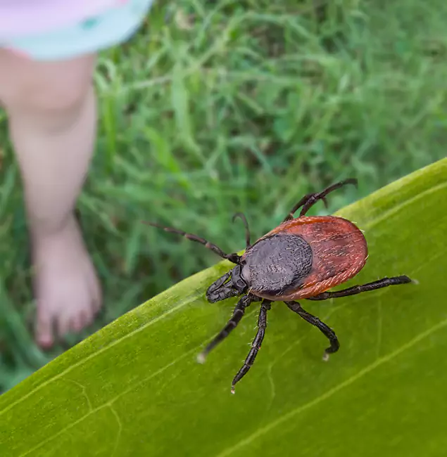Why Newberg Homeowners Choose Newberg Pest Control Pro for Tick Extermination?