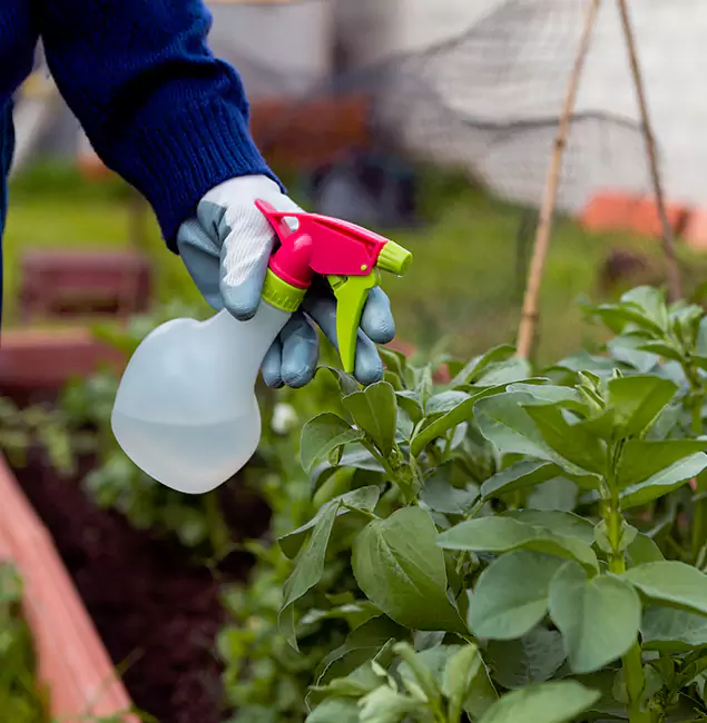 Why Newberg Relies on Newberg Pest Control Pro for Wasp Control Services?