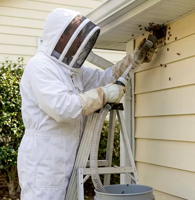 Why Newberg Trusts Newberg Pest Control Pro for Wasp Control?