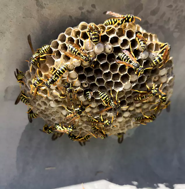 Why Newberg Chooses Newberg Pest Control Pro for Wasp Control Services?