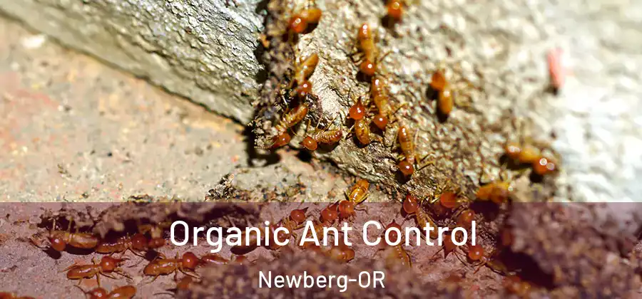 Organic Ant Control Newberg-OR