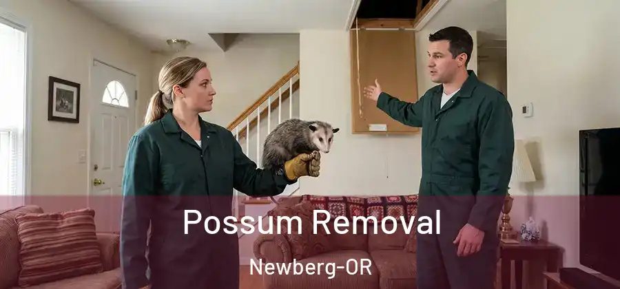 Possum Removal Newberg-OR