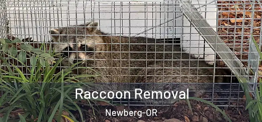 Raccoon Removal Newberg-OR