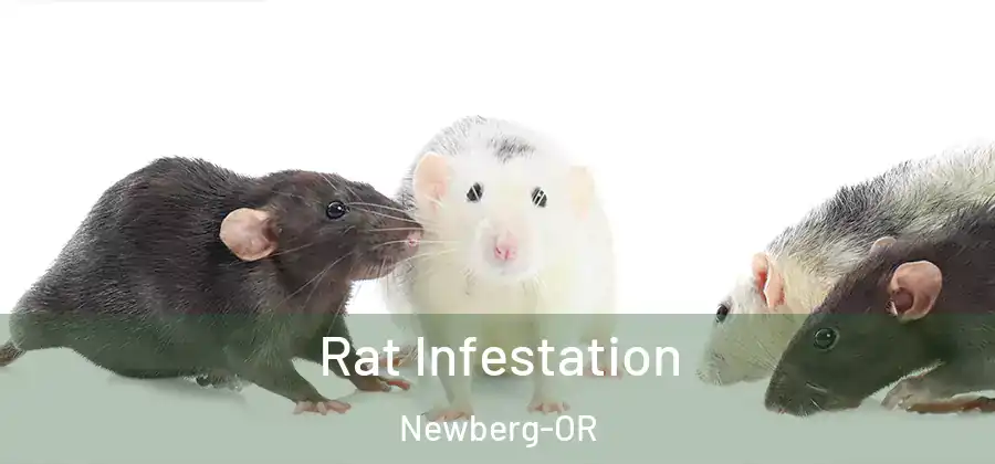 Rat Infestation Newberg-OR